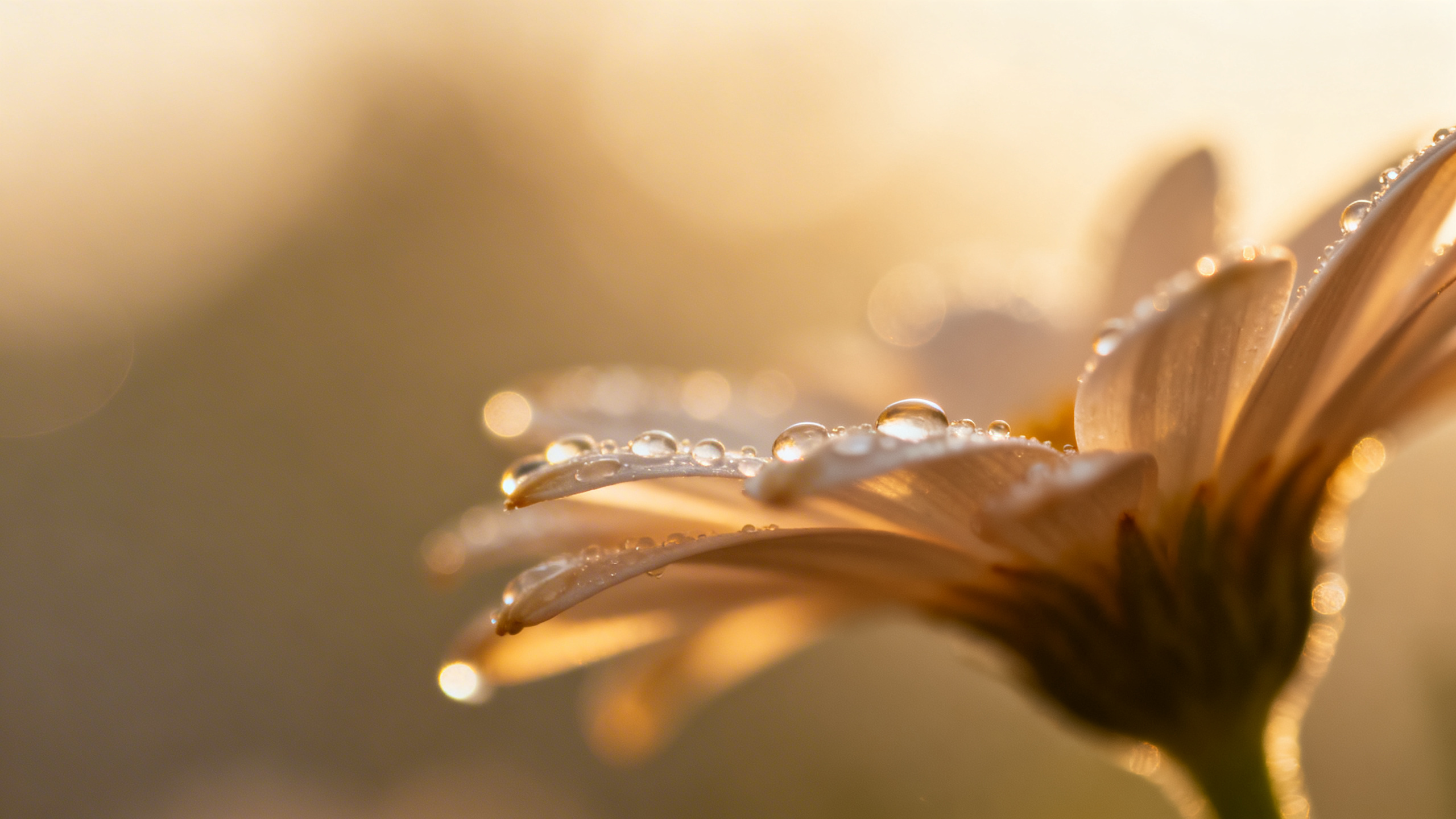 Illustration scientifique de la fécondation, spermatozoïde et ovule