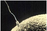 Rencontre entre un ovule et un spermatozoïde