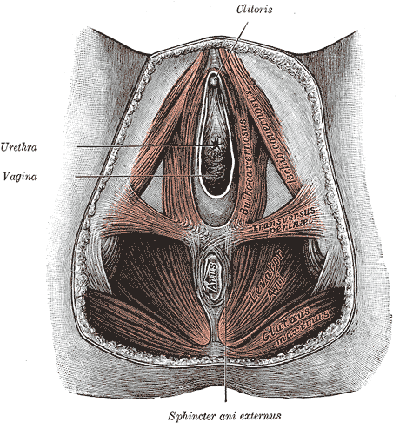 Périnée